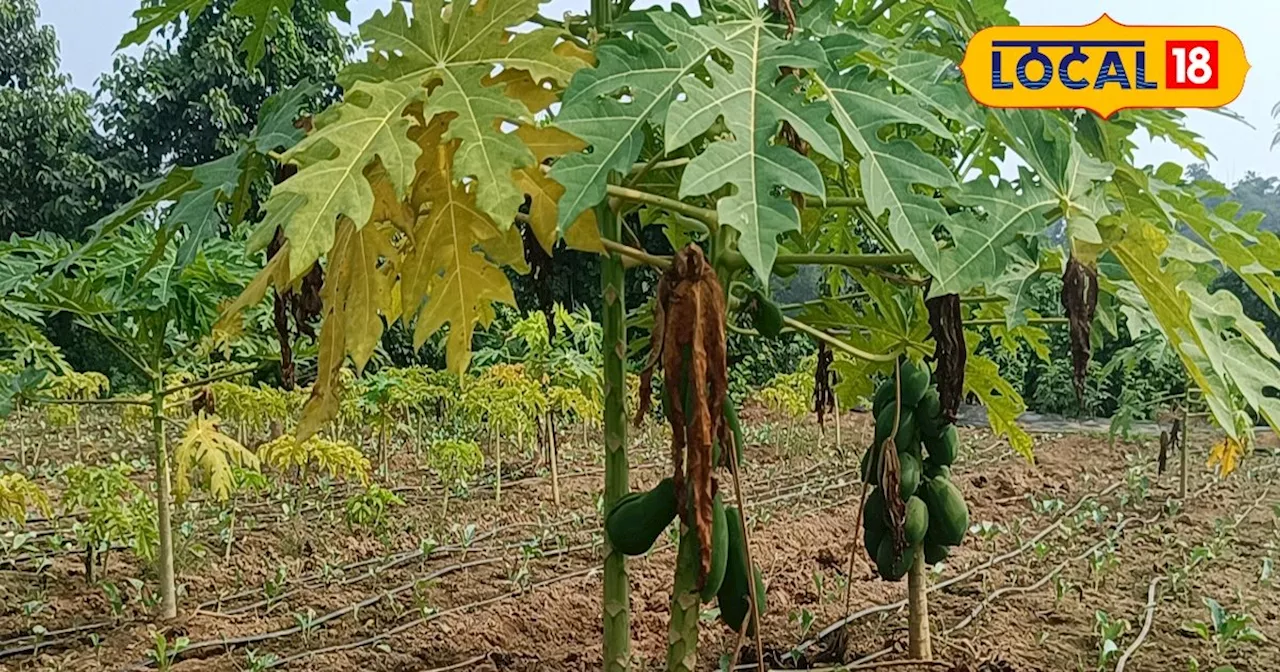 1 एकड़ खेत...5 लाख कमाई, इस तरीके से करें पपीता की खेती, खेत से लेकर मंडी तक का जानें पूरा गणित