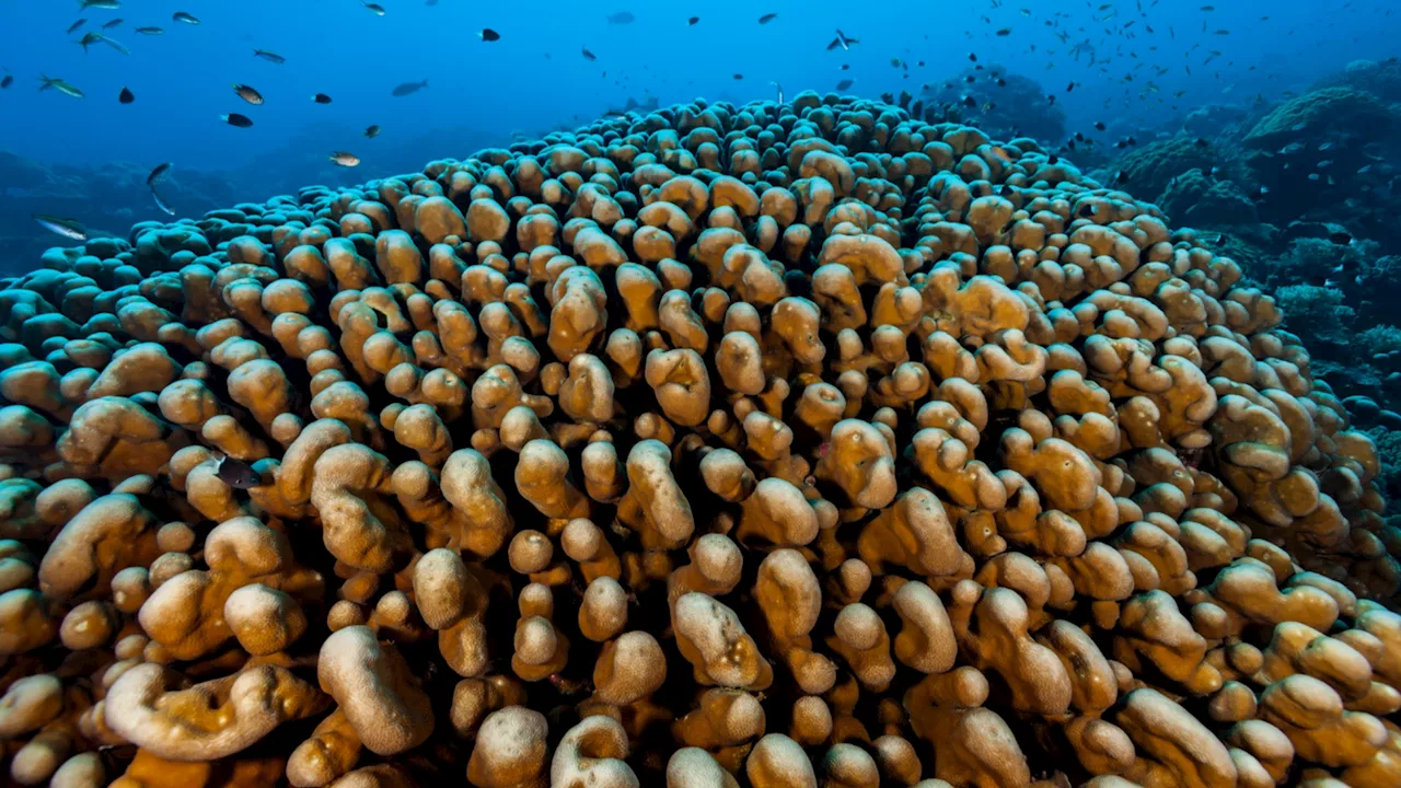 Bigger than blue whale: World’s largest coral is so huge it’s visible from space