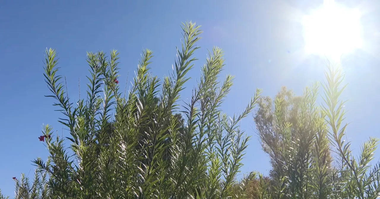 U of A, ASU researchers testing smart tree watering techniques in urban heat-effected areas