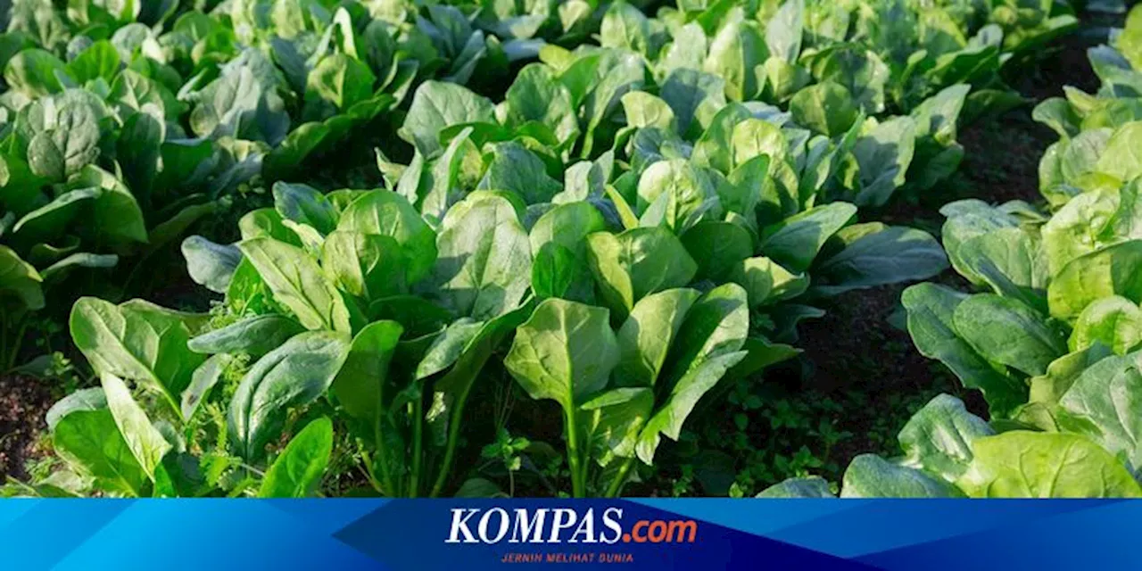 12 Tanaman Sayur yang Tidak Boleh Ditanam Bersama