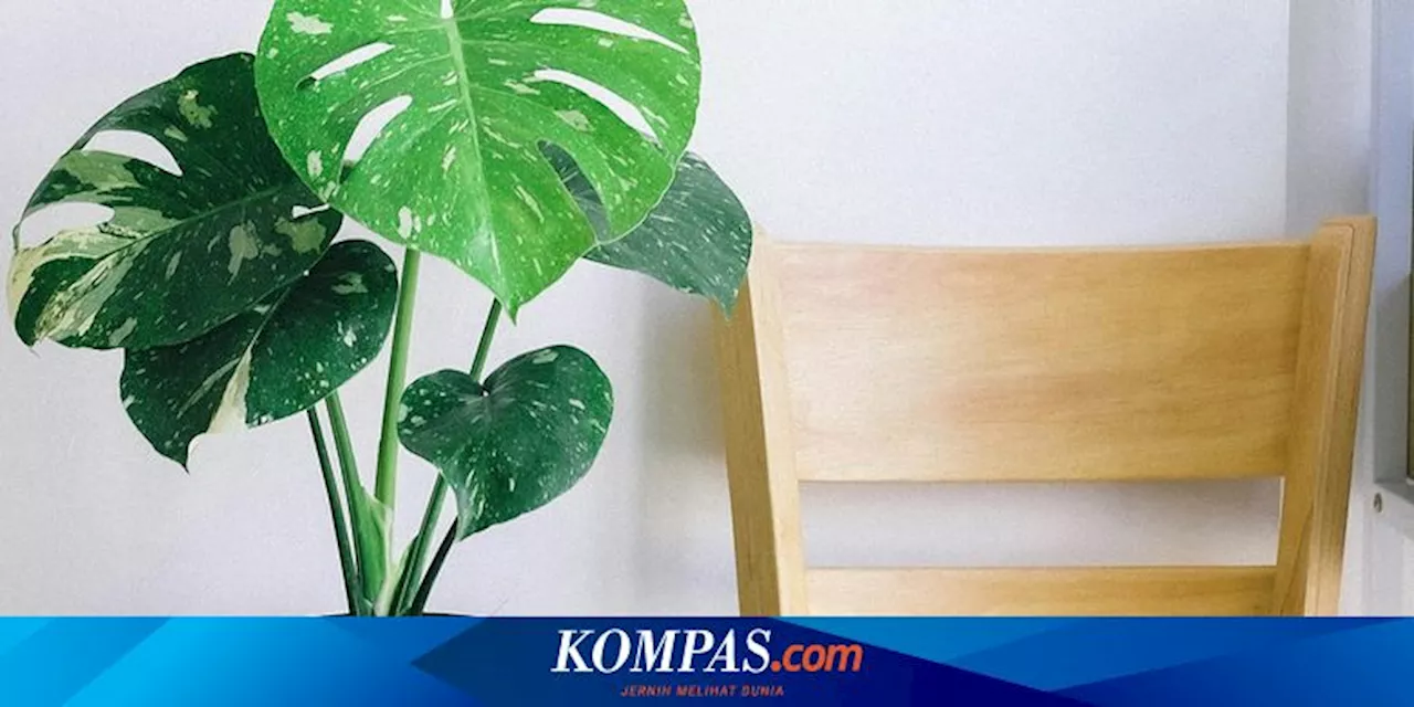 6 Jenis Monstera yang Cantik dan Cocok untuk Dikoleksi