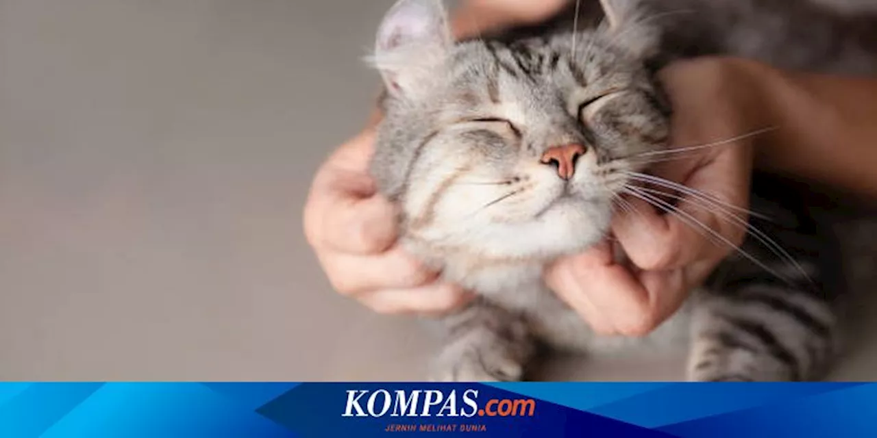 Mengapa Kucing Peliharaan Suka Ketika Dagunya Dielus?