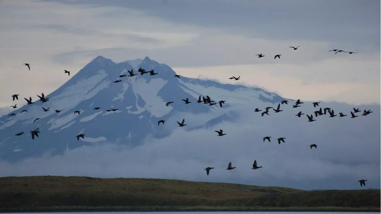 Biden administration gives support to controversial land trade in Alaska wildlife refuge