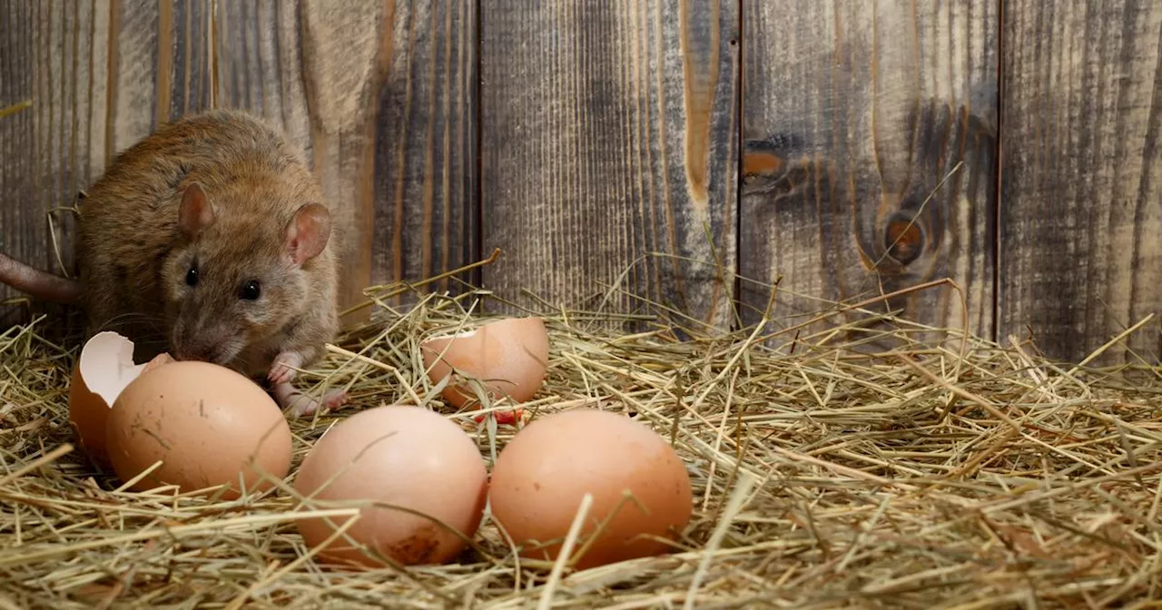 Vrai ou faux : les poules attirent-elles les nuisibles ?