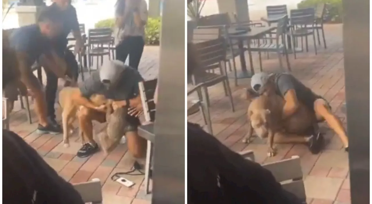 Pitbull inferocito azzanna un cagnolino in un ristorante, la veterinaria: «Potete fermarlo con il “metodo del