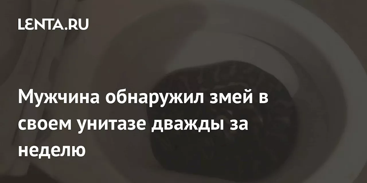 Мужчина обнаружил змей в своем унитазе дважды за неделю