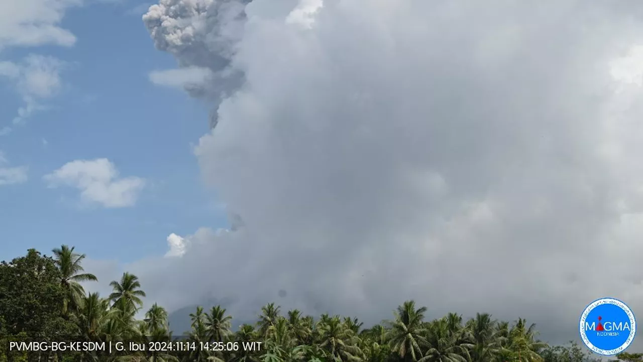 Gunung Ibu Kembali Meletus Hebat Kamis Siang 14 November 2024, Kolom Abu Capai 3 Km