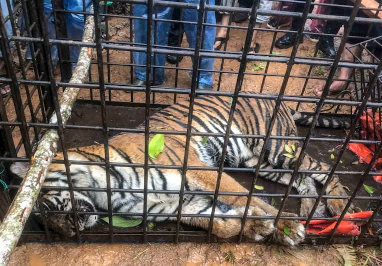 Harimau Sumatera Masuk Perangkap di Solok