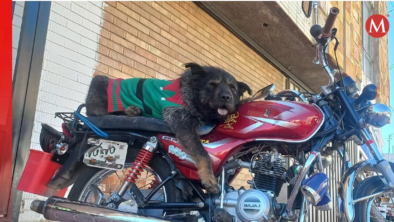 ¡Adiós Oso González! Perrito viral por pasear en motocicleta en Saltillo