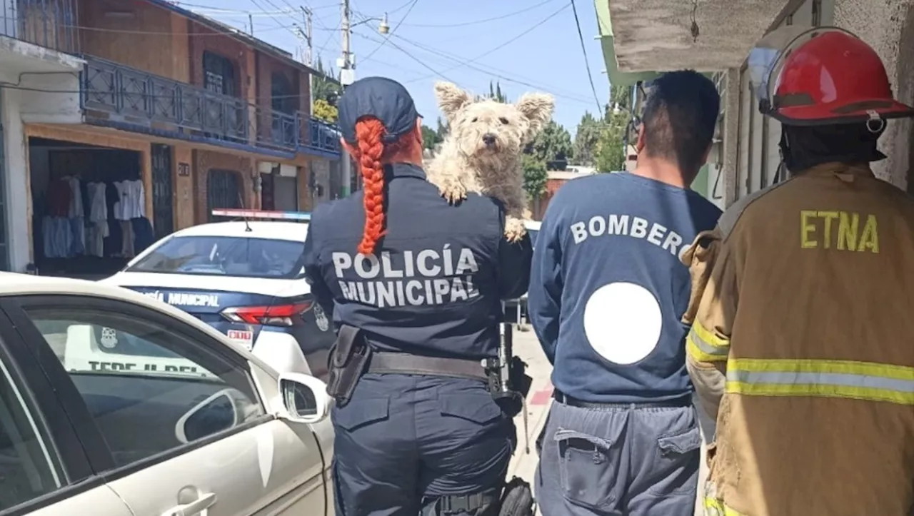 ¡Héroes! Bomberos rescatan de morir de calor a perrito que estaba encerrado en un auto en Tepeji