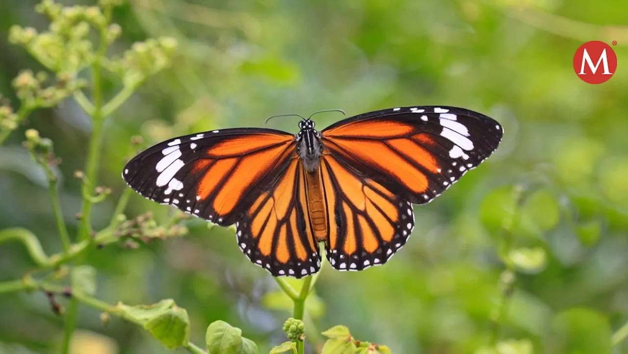 Tamaulipas, estado clave para migración de las mariposas Monarca; piden conservar ecosistemas