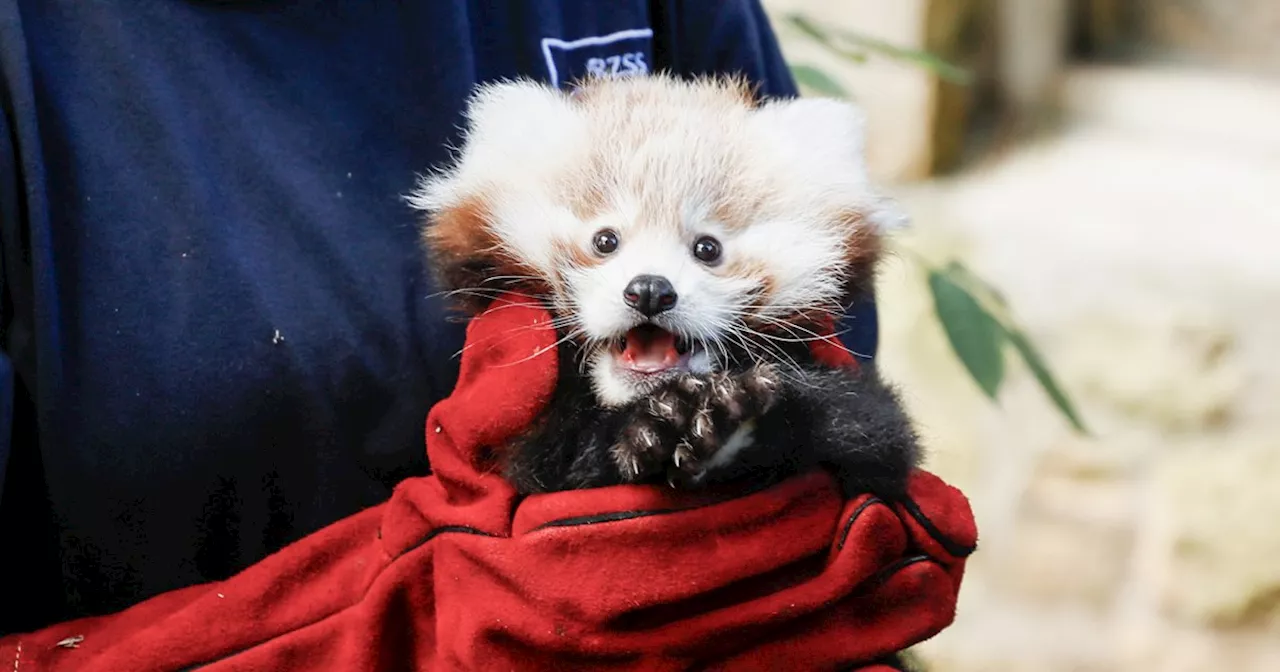 Baby red panda dies from fireworks noise stress, Edinburgh zoo says