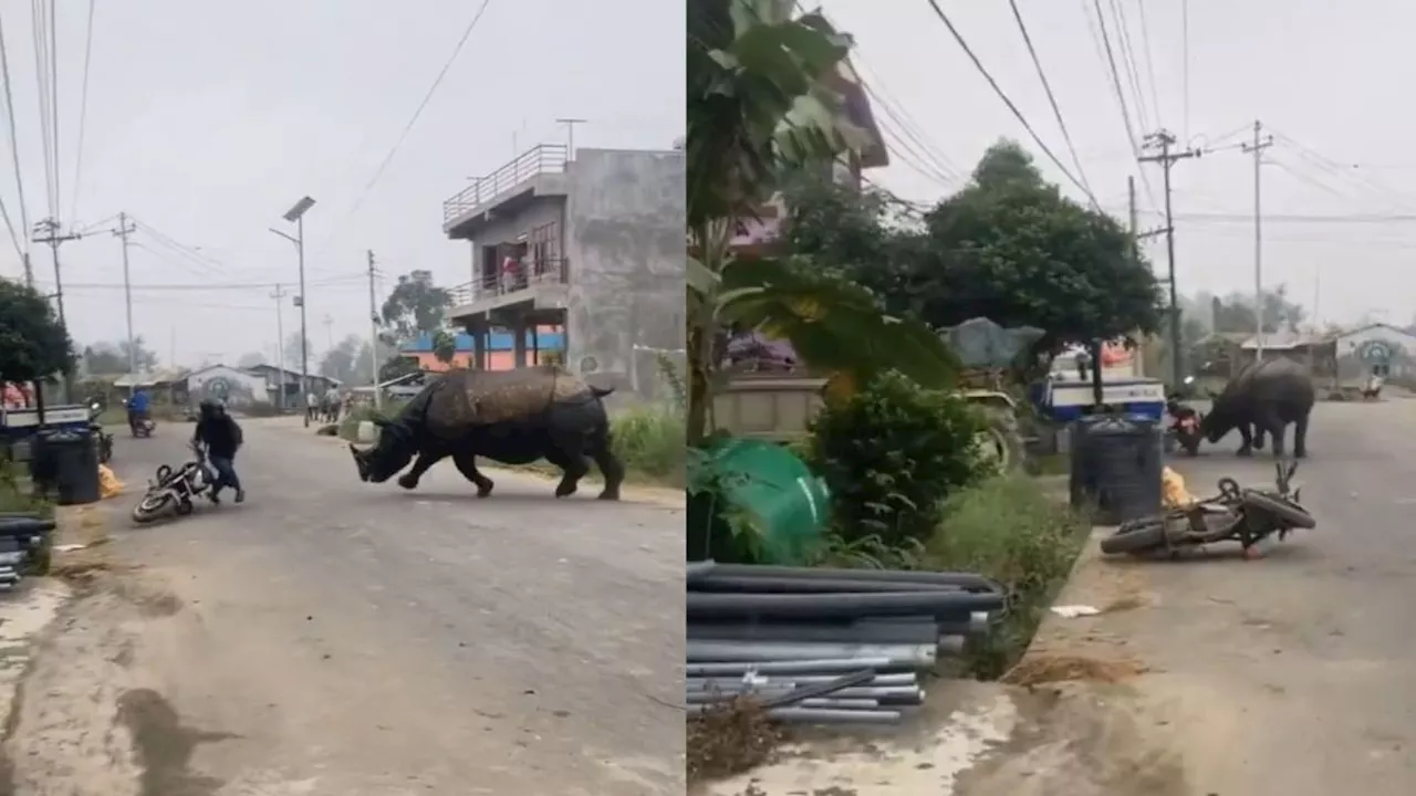 Viral Video : सड़क पर गैंडे का तांडव, मची अफरातफरी, सामने आया खतरनाक वीडियो!