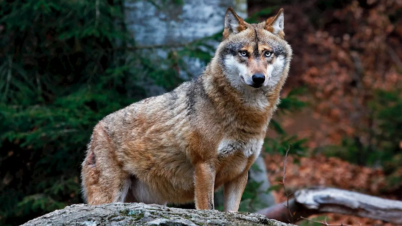 Wolfsrisse in Kaltenleutgeben bestätigt