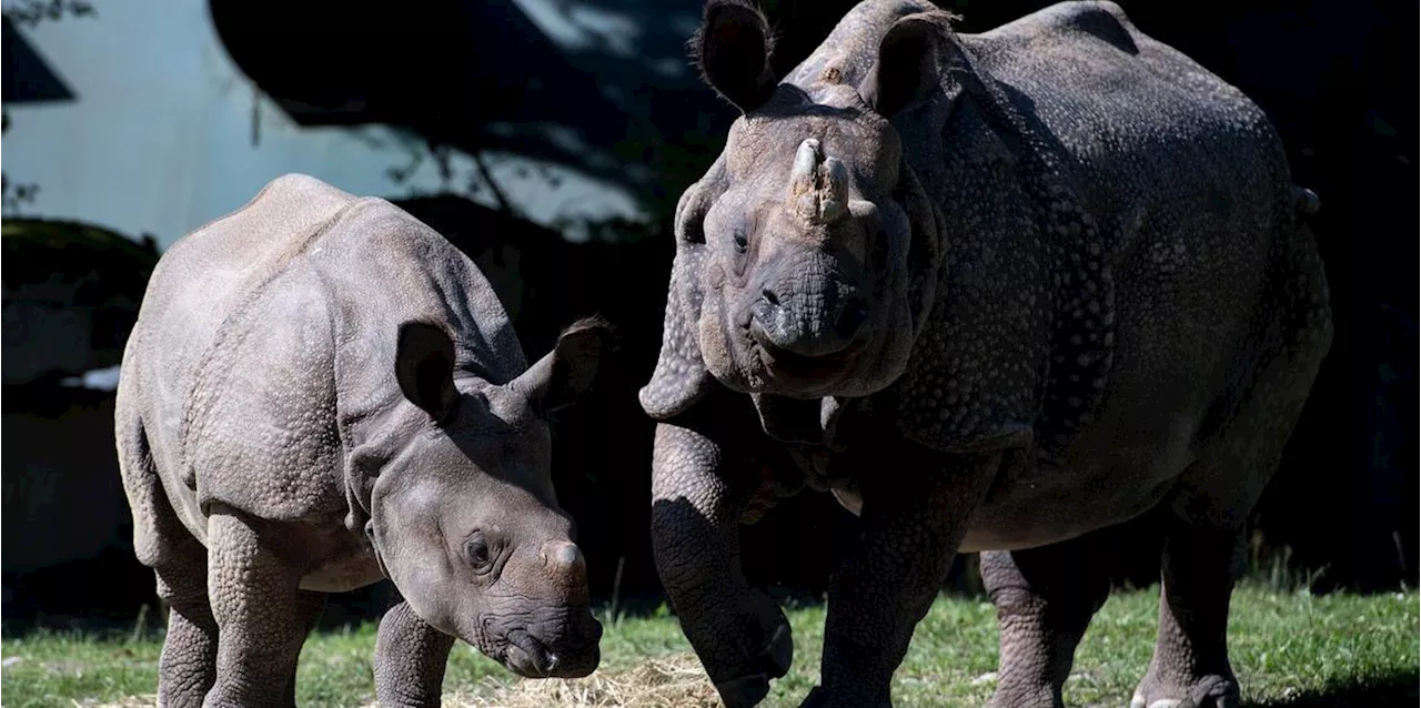 Tierpark Hellabrunn: Nashorn Rapti gestorben