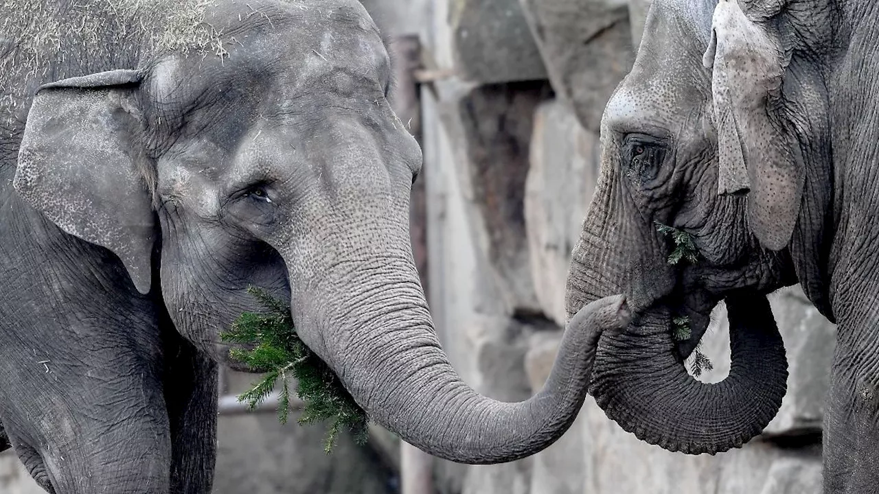 Berlin & Brandenburg: Neues Elefantenhaus entsteht im Tierpark Berlin