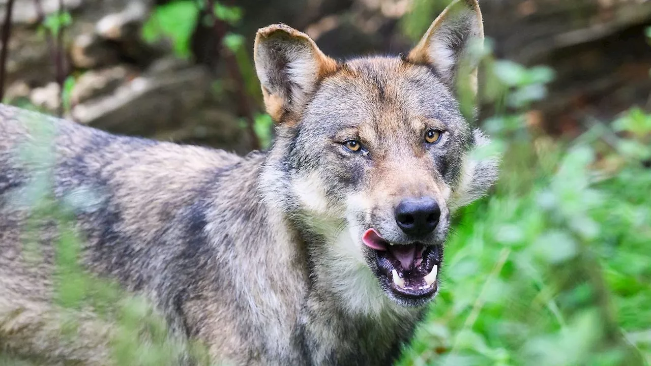 Mecklenburg-Vorpommern: Wölfe rissen dieses Jahr bisher über 260 Weidetiere in MV