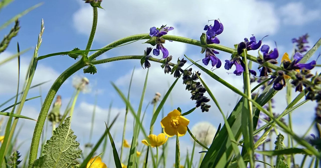 Deutschland wegen zu wenig Naturschutz für Wiesen verurteilt