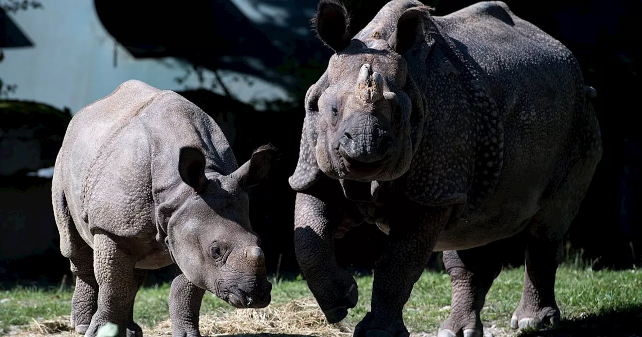 Tierpark Hellabrunn: Nashorn Rapti gestorben