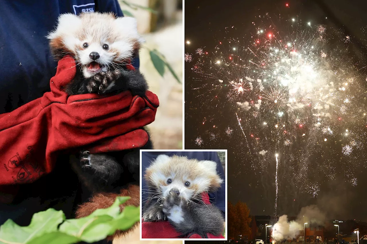 Fireworks cause tragic death of baby red panda at Edinburgh Zoo