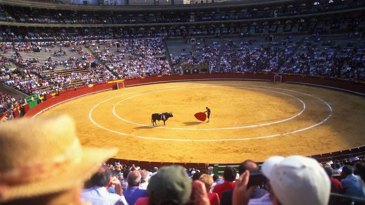 Corrida et combats de coq : le Sénat examine leur interdiction aux enfants