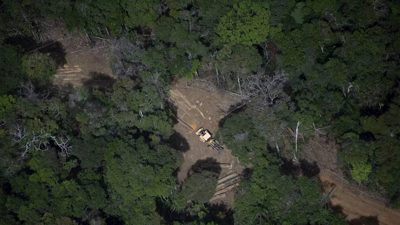 Lutte contre la déforestation : le Parlement européen assouplit encore la loi