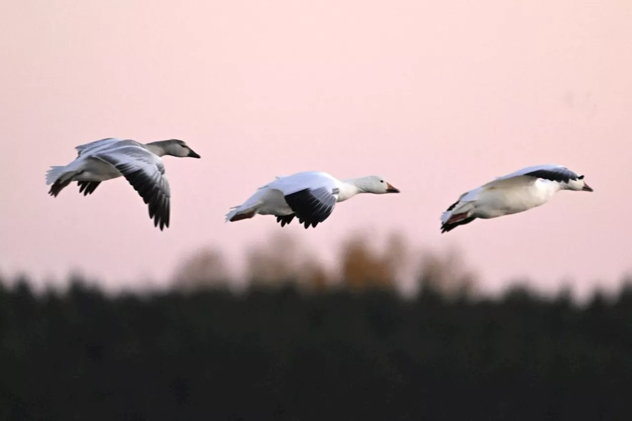 B.C.'s chief vet tells clinics to set up bird flu protocols amid human exposure risk