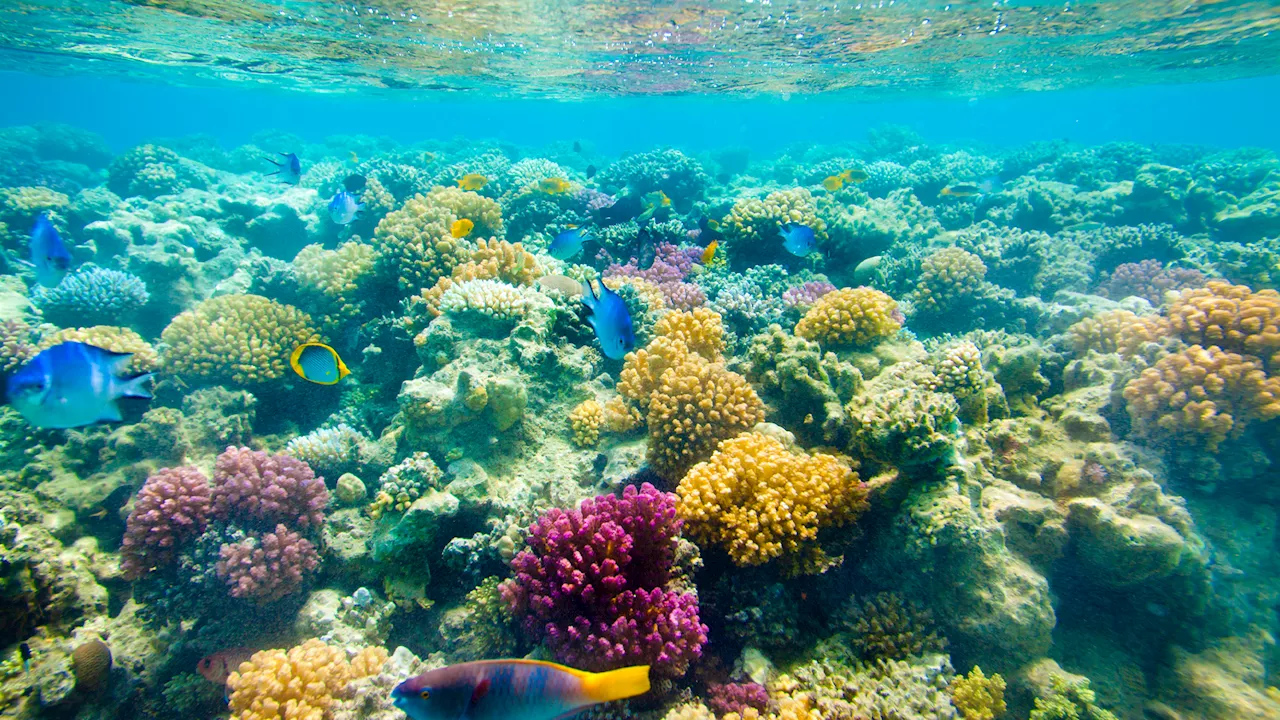 Chlorine and cocoa butter may help disease-ridden corals