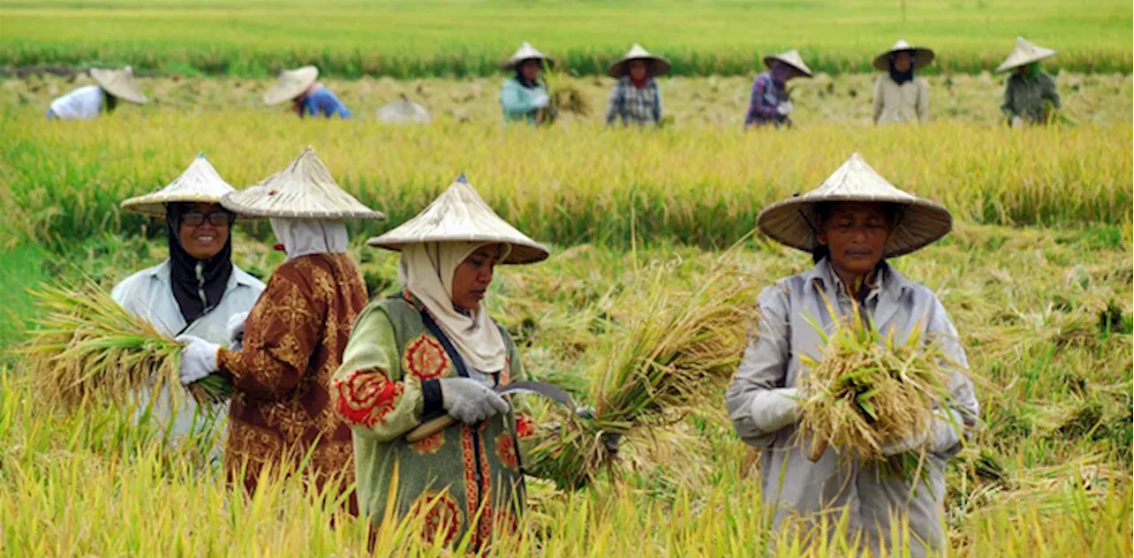 Program Transmigrasi Harus Terintegrasi Food Estate