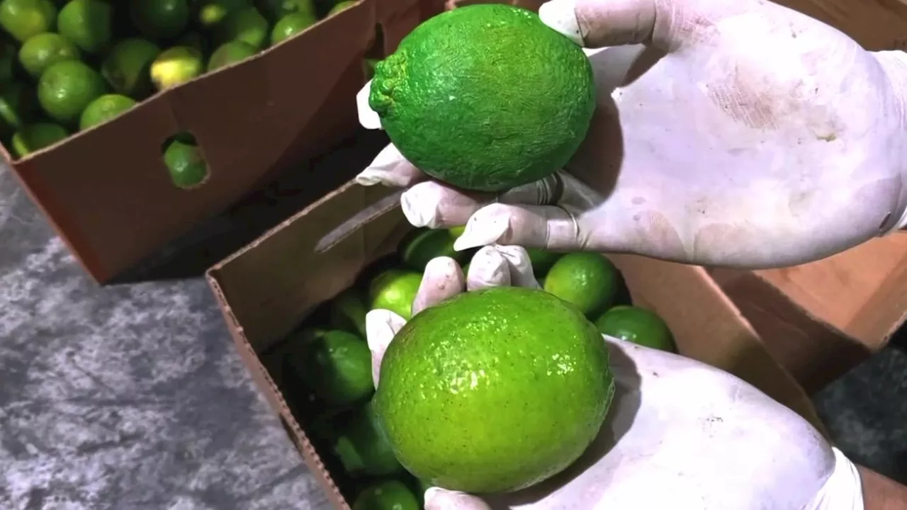 Des pains et des citrons de cocaïne destinés à la Belgique, interceptés en République dominicaine