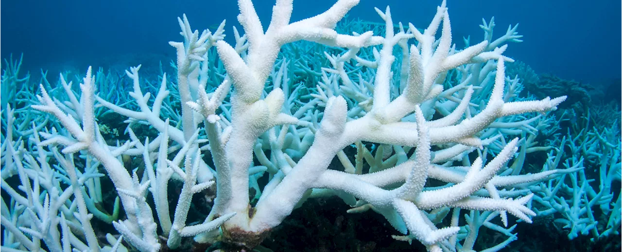 44% of Warm-Water Coral Faces Extinction as Temperatures Rise