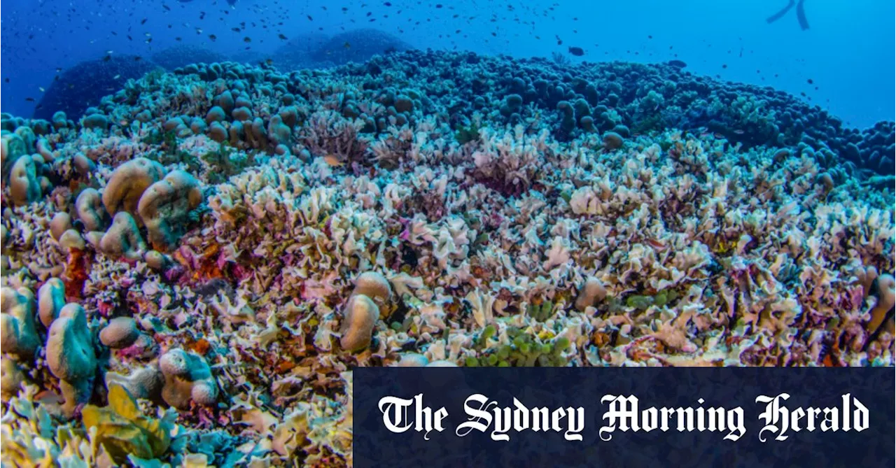 ‘Beacon of hope’: World’s largest coral discovered in Solomon Islands