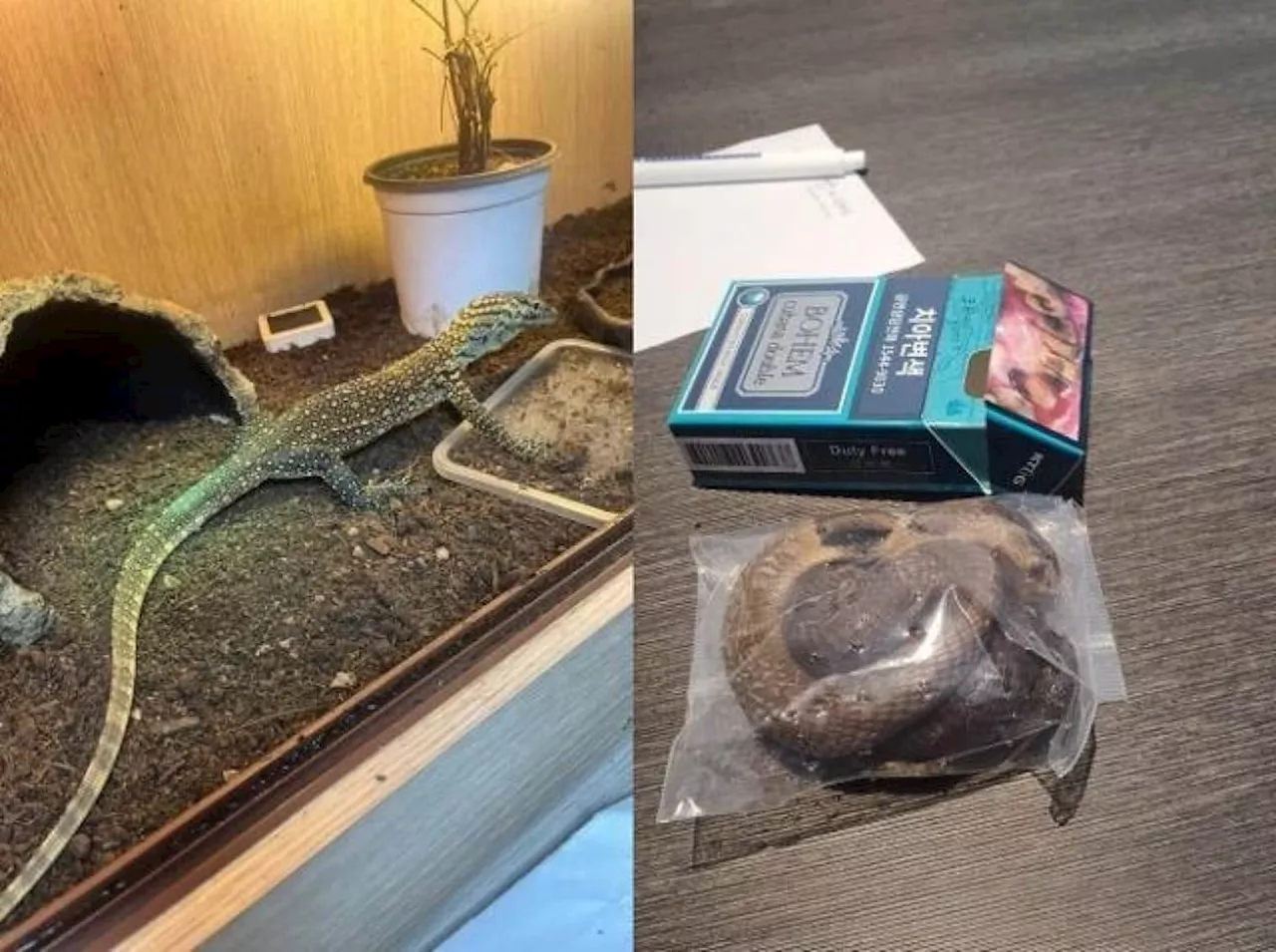 Smugglers caught with juvenile Komodo dragon in underwear at South Korea airport