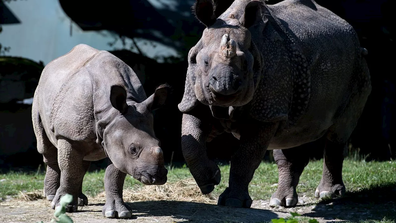 Zoo: Tierpark Hellabrunn: Nashorn Rapti gestorben