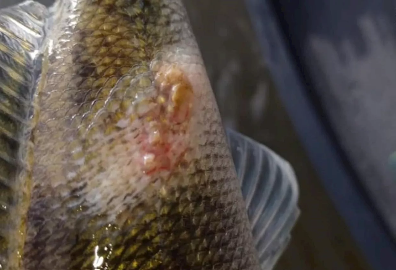 Lot-et-Garonne : pourquoi demande-t-on l’aide des pêcheurs lundi matin sur le Lot ?