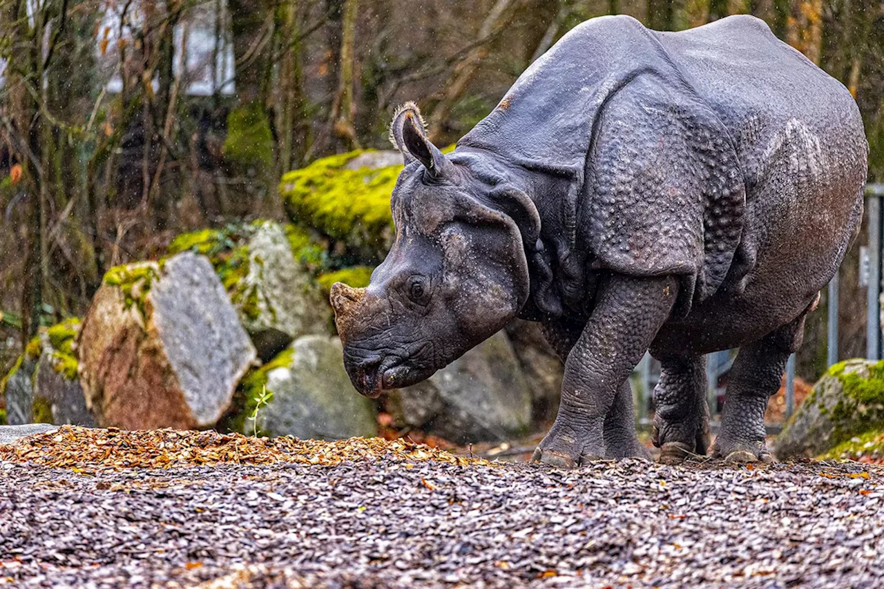 München: Nashorn Rapti gestorben