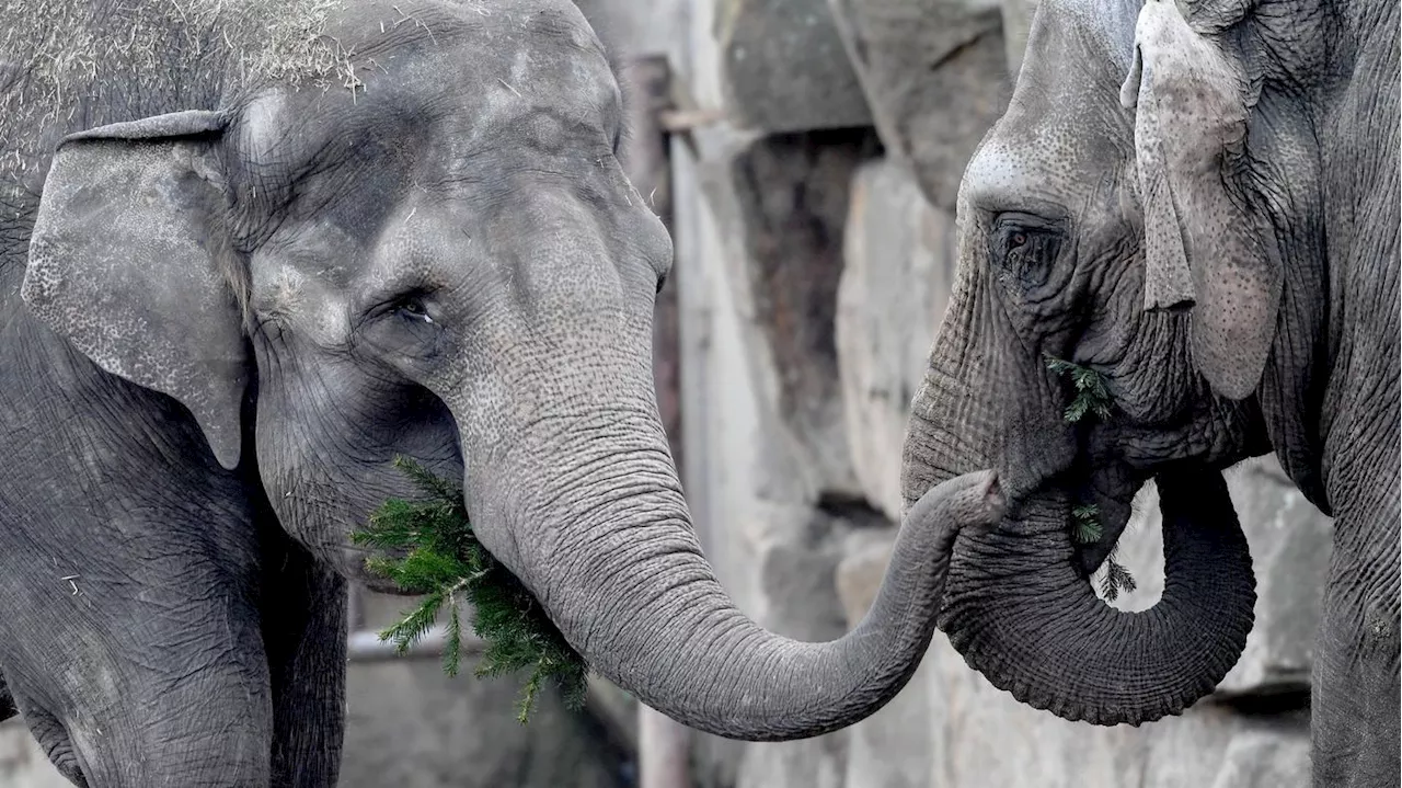 Großinvestition: Neues Elefantenhaus entsteht im Tierpark Berlin