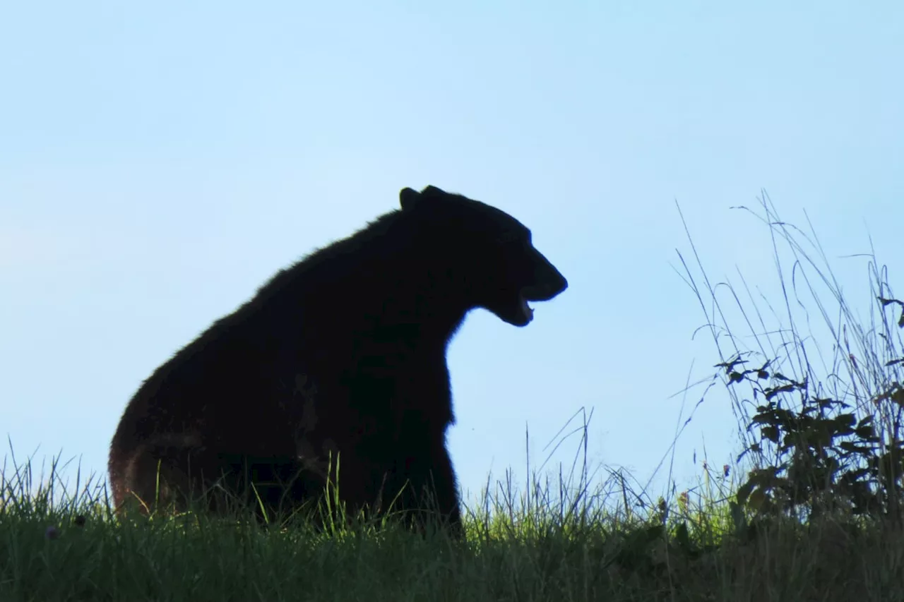 B.C. man man sentenced for trafficking in bear paws after Lower Mainland tip