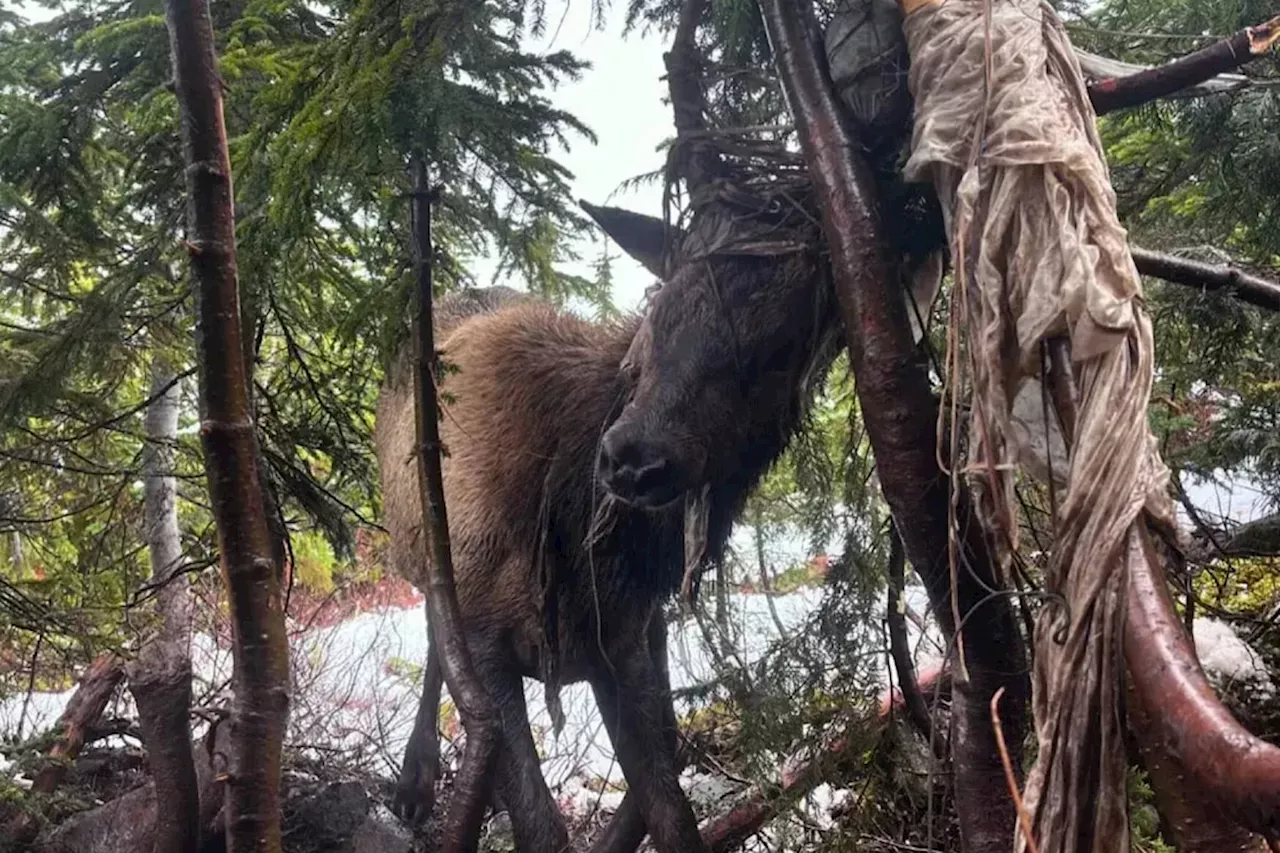 Solo hiker saws through parachute to free entangled Vancouver Island elk