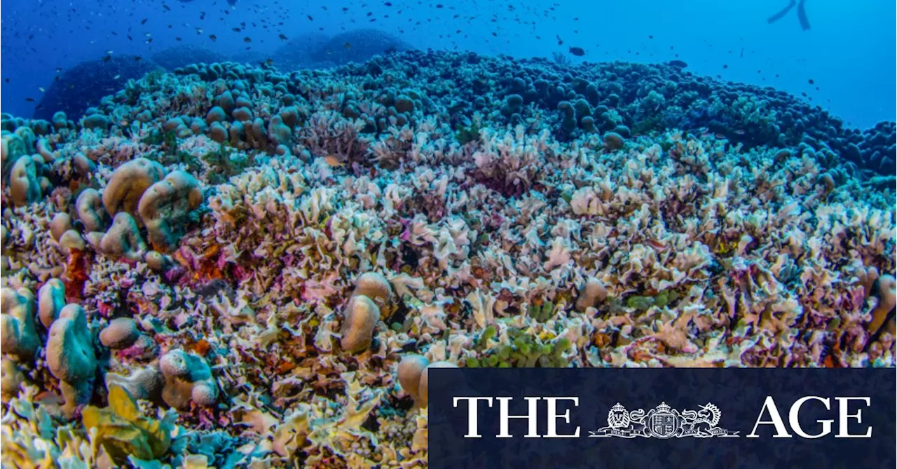 ‘Beacon of hope’: World’s largest coral discovered in Solomon Islands