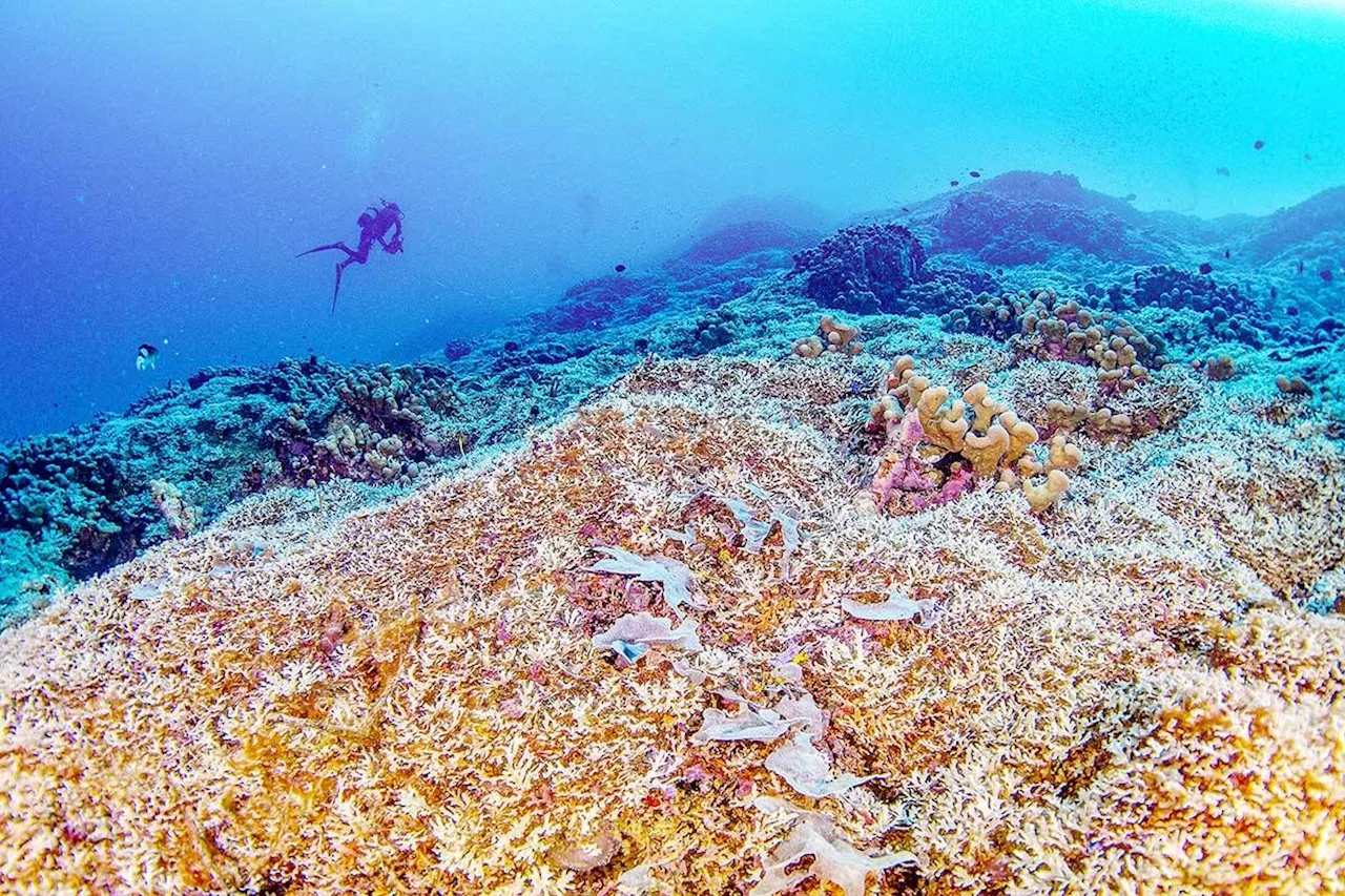 Scientists find largest coral near Solomon Islands