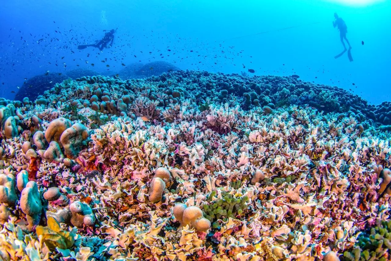 Scientists say world's largest coral found near Solomon Islands