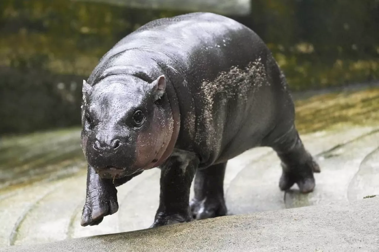 Viral pygmy hippo Moo Deng has official song