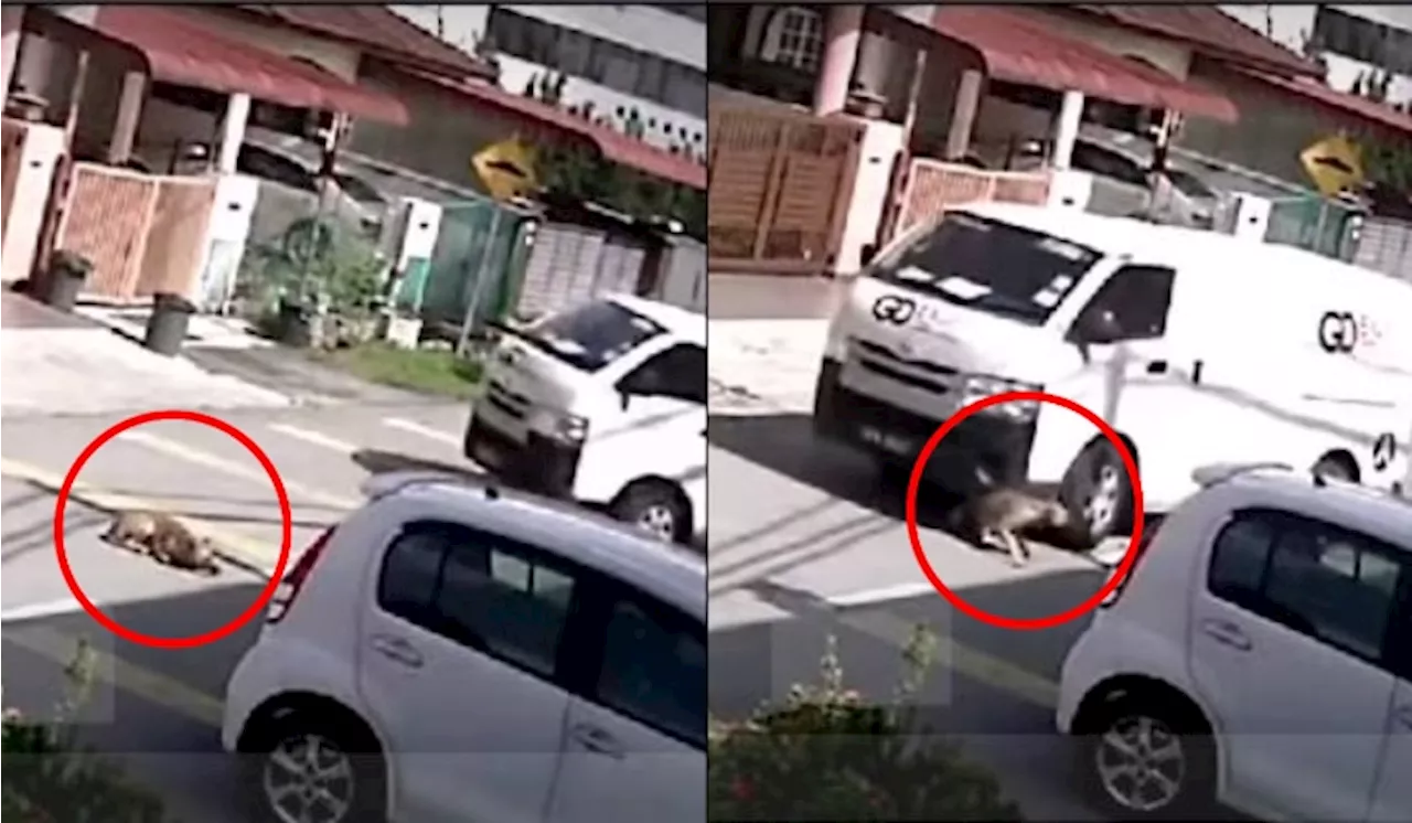 [Video] Tular Van Kurier Langgar Anjing Atas Jalan, Ini Respon GDEX