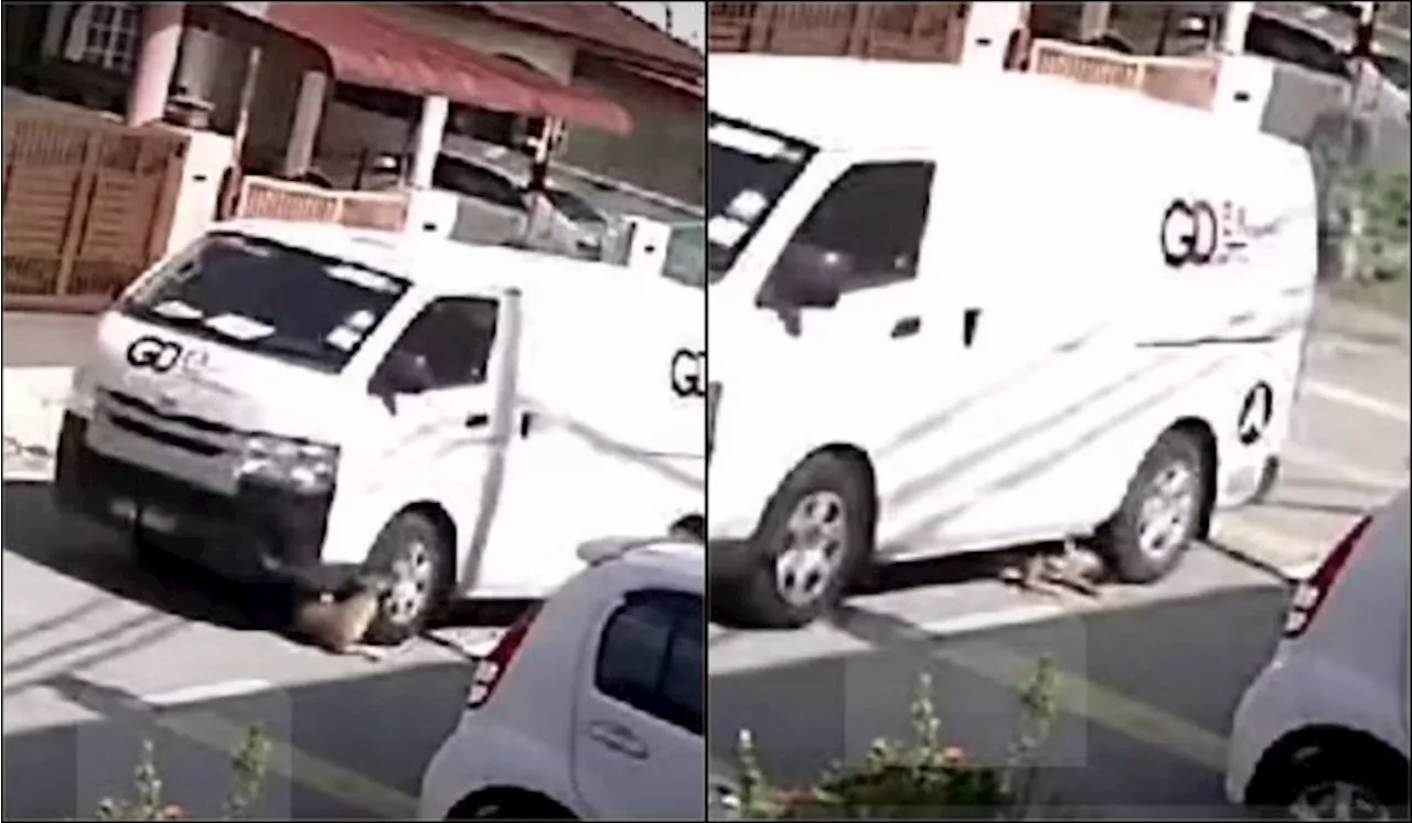 [Watch] Gdex Driver Who Ran Over Sleeping Stray Dog Sparks Anger