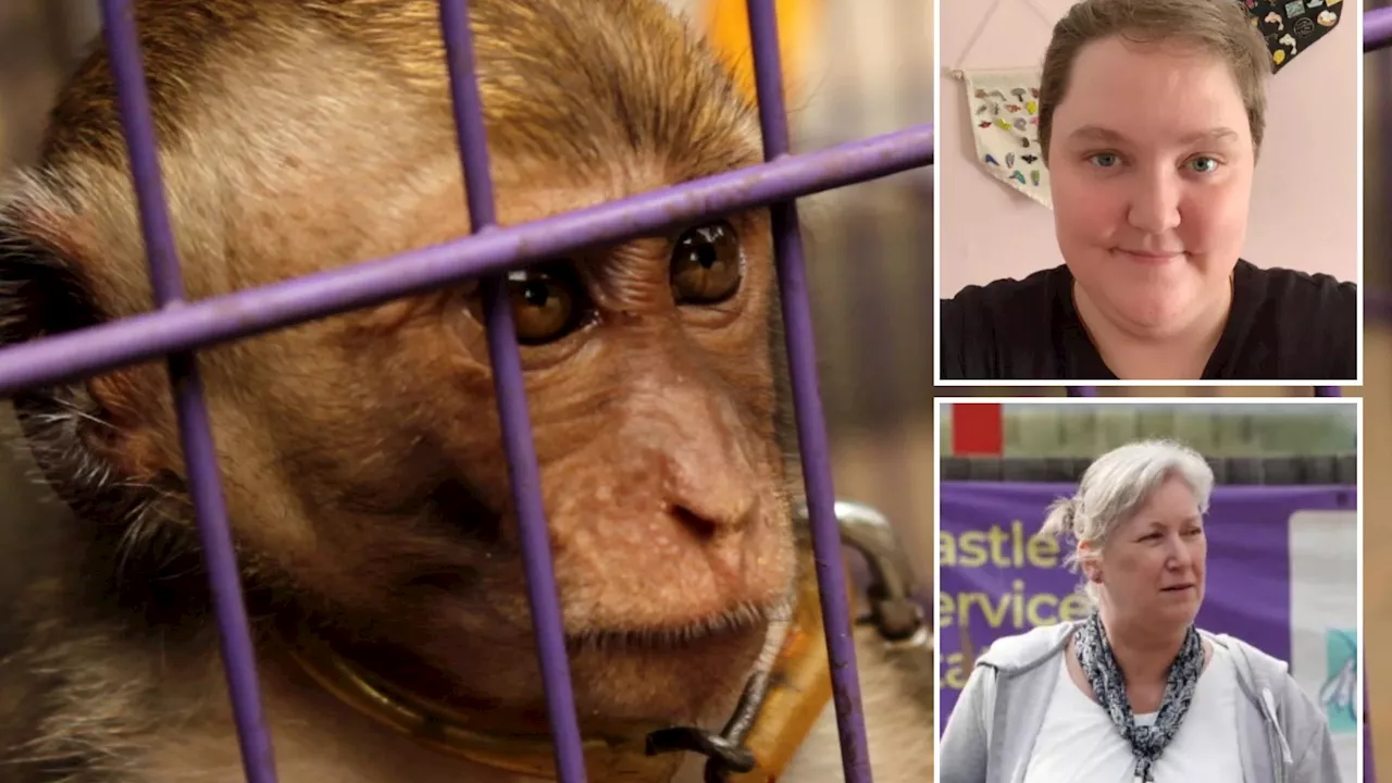 Inside rise of vile monkey torture rings where defenceless animals are put in nappies, set on fire &...