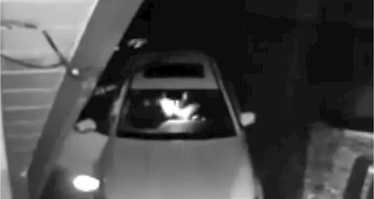 Watch shocking moment ‘bear’ tears up $210k Rolls Royce…but when owners filed an insurance claim the cops w...