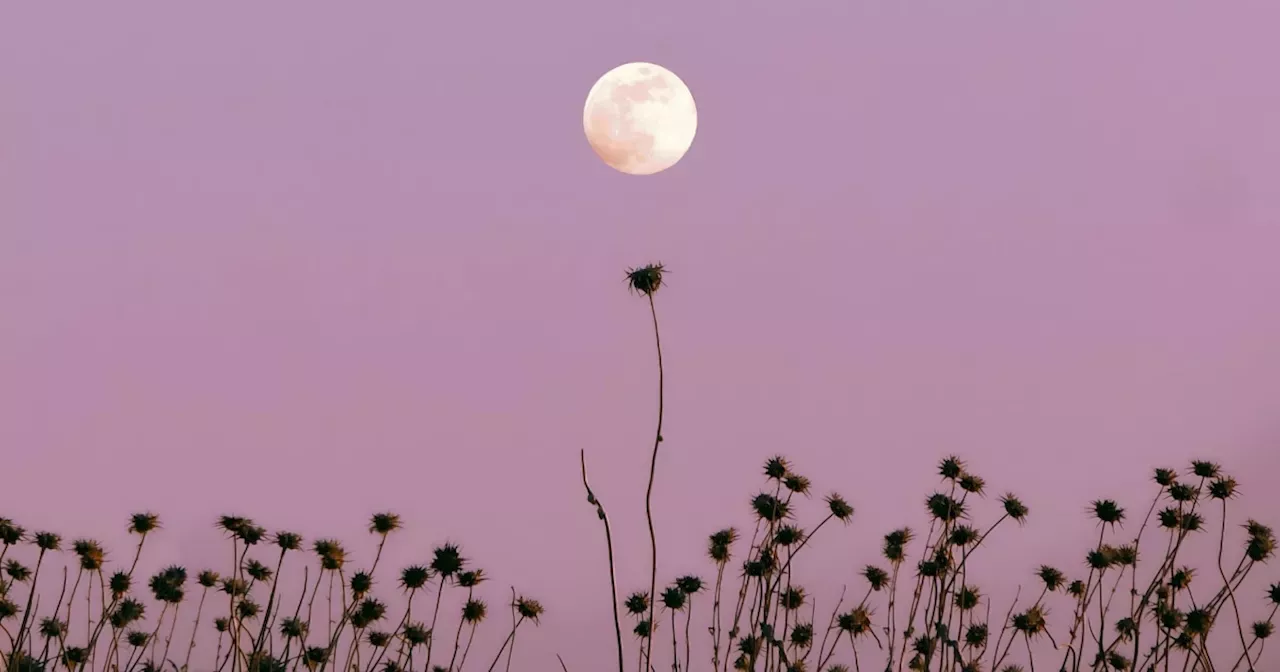 What November's 2024's Full Moon In Taurus Means For Your Sign Today