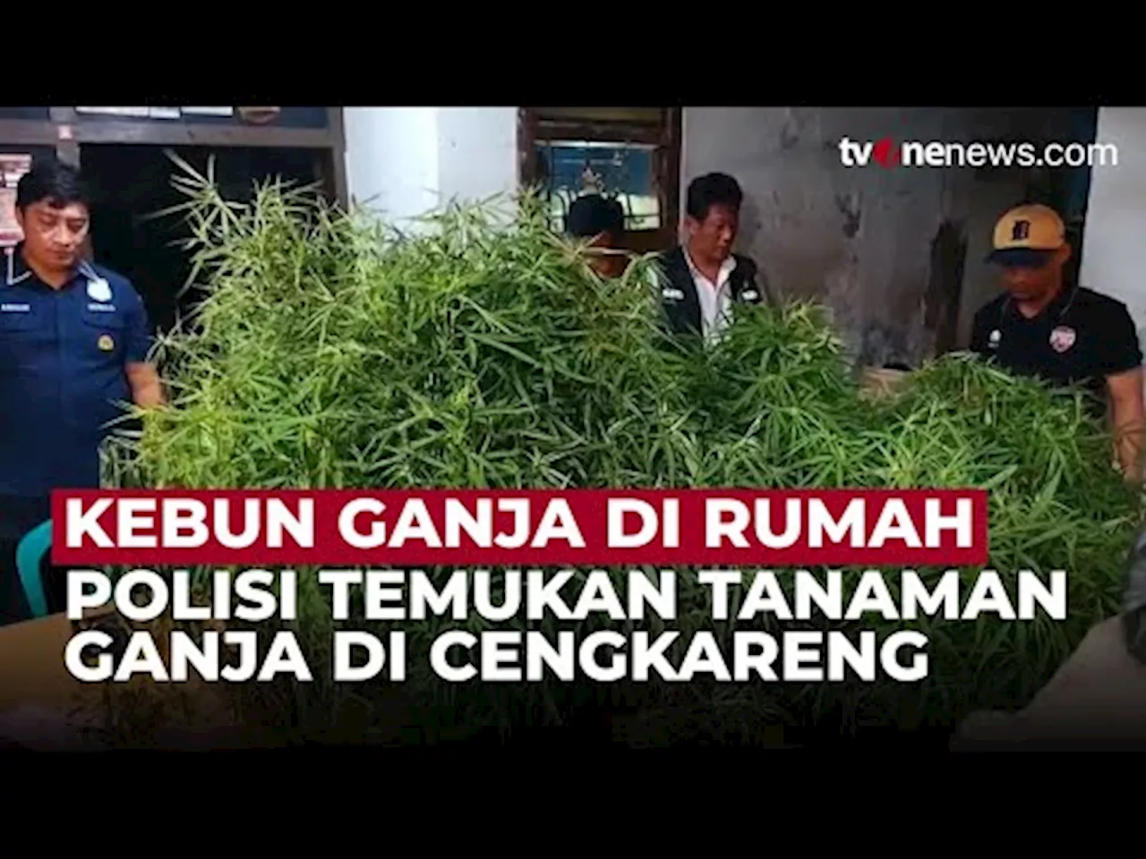 40 Pohon Ganja di Atap Rumah Cengkareng: Paman dan Keponakan Ditangkap