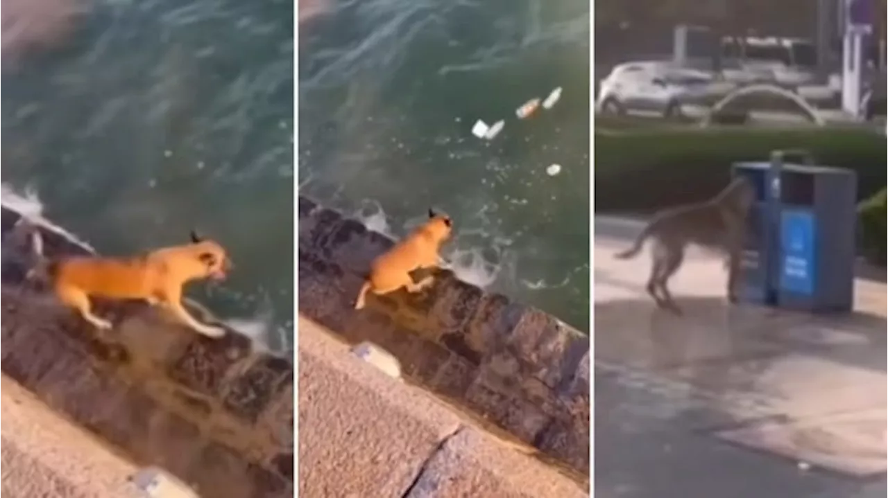 Viral Anjing Rela Nyemplung Sungai Untuk Buang Sampah Pada Tempatnya, Netizen: Masa Manusia Kalah?